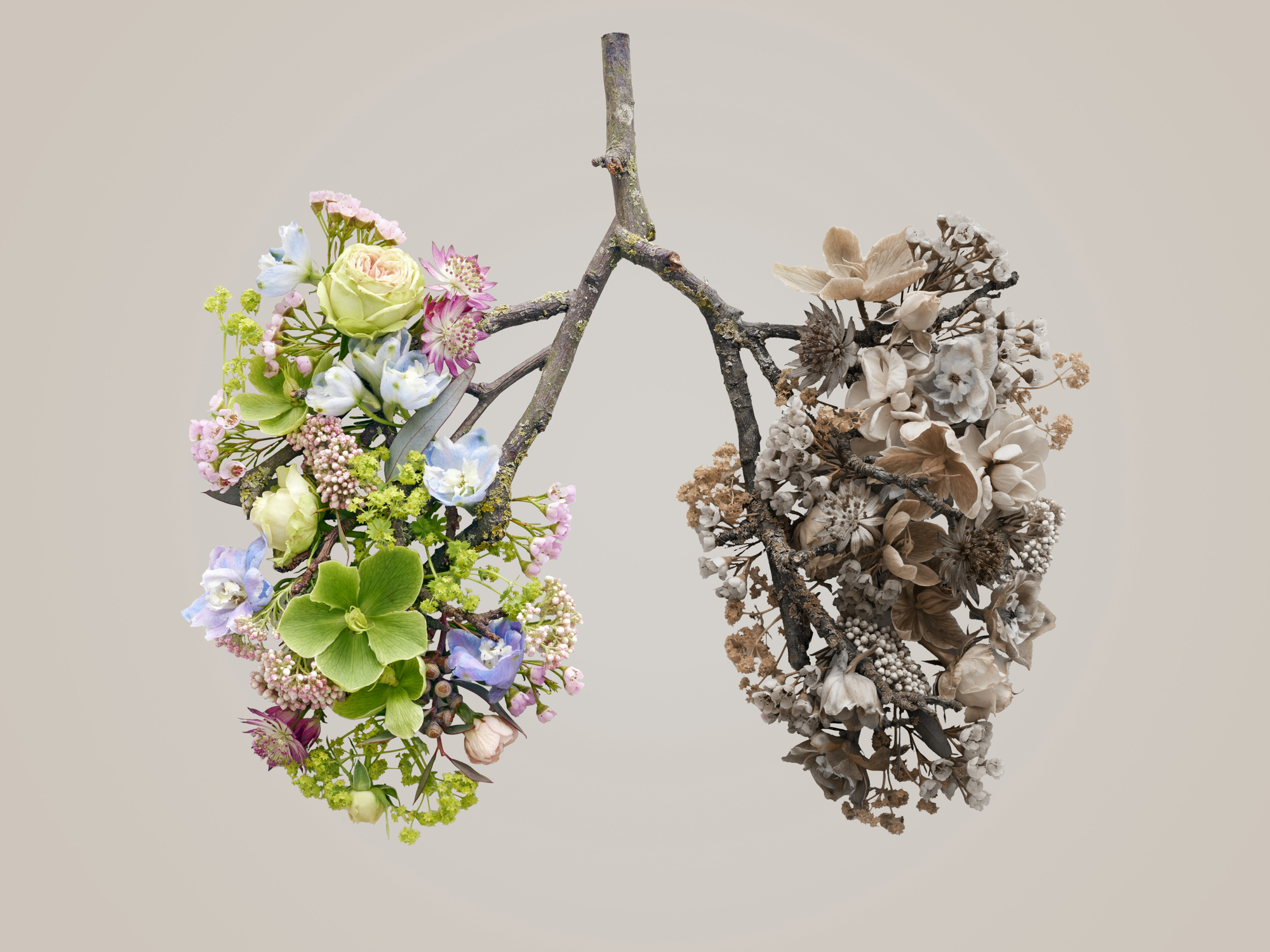 Flores de primavera que representan pulmones humanos, toma conceptual del estudio.